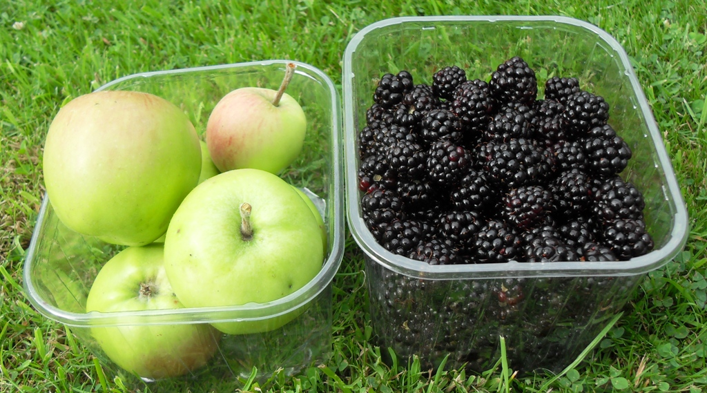 Foraged Blackberries and apples