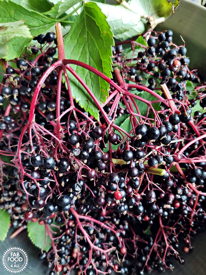 Elderberries with stems and leaves.