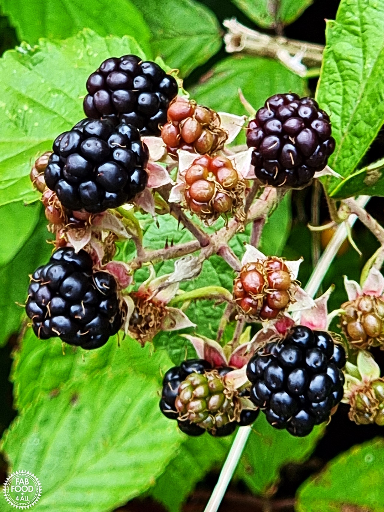 Blackberries growing on a bramble bush.