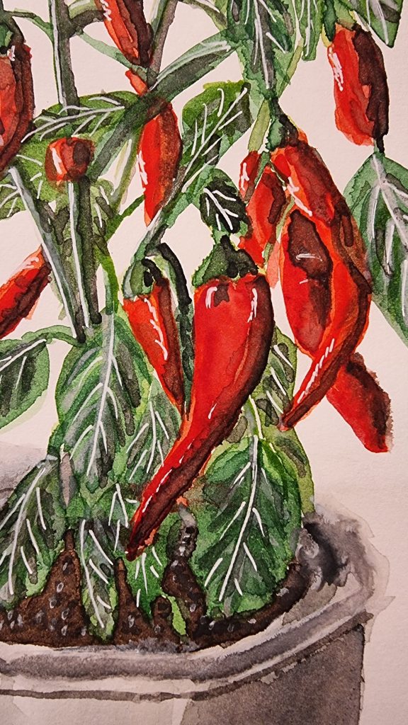 Close up of a Chilli Pepper Plant Watercolour by Camilla Hawkins