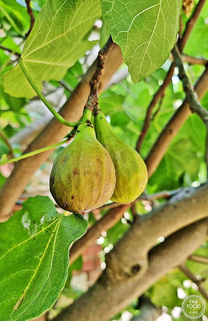 Close up of 2 figs hanging from a branch in a fig tree.